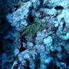 Picture taken during the dive
