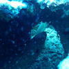 Picture taken during the dive