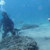 Picture taken during the dive