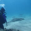Picture taken during the dive