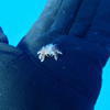 Picture taken during the dive