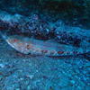 Picture taken during the dive