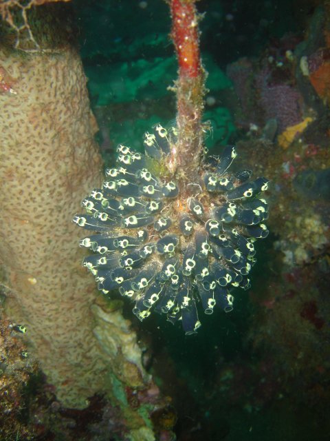 Extreme Adventures - Dive Center