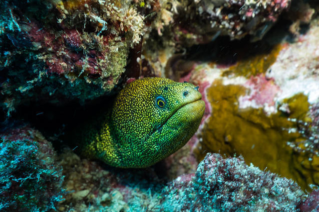 Diving in Cap-Vert, Santa Maria, Ilha do Sal - By Alexandre Ripert