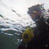 Picture taken during the dive