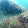 Picture taken during the dive