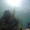 Picture taken during the dive