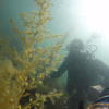 Picture taken during the dive