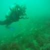 Picture taken during the dive