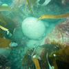 Picture taken during the dive