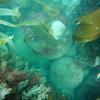 Picture taken during the dive