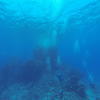 Picture taken during the dive