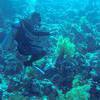 Picture taken during the dive
