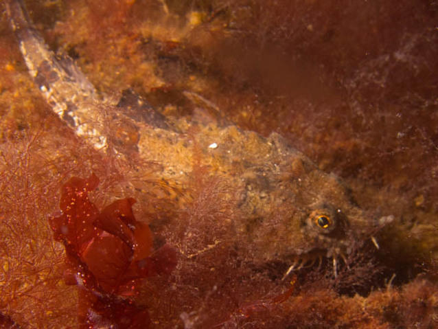 Havbasserne FSU - Dive Center in Dinamarca