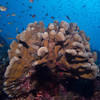 Picture taken during the dive