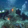 Picture taken during the dive