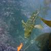 Picture taken during the dive