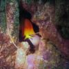 Picture taken during the dive