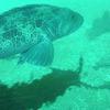 Picture taken during the dive