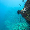 Picture taken during the dive