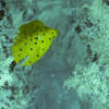 Picture taken during the dive