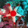 Picture taken during the dive