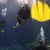Picture taken during the dive