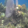 Picture taken during the dive