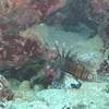 Picture taken during the dive
