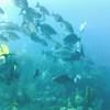 Picture taken during the dive