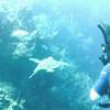 Picture taken during the dive