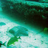 Picture taken during the dive