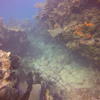 Picture taken during the dive