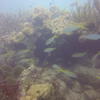 Picture taken during the dive