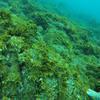 Picture taken during the dive