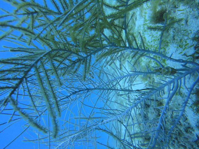Ecodive - Dive Center