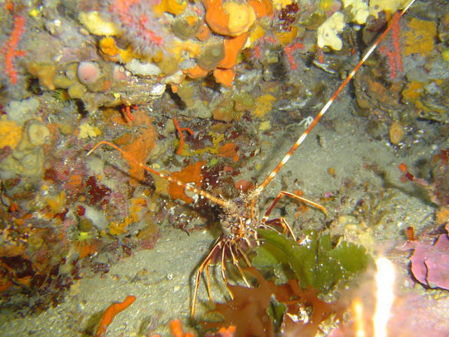 Csm Seynois - Dive Center