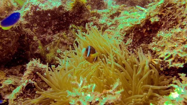 Diving in Japan, Izu Peninsula - By Sebastien