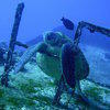 Picture taken during the dive