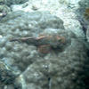Picture taken during the dive