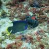 Picture taken during the dive