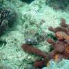 Picture taken during the dive