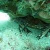 Picture taken during the dive