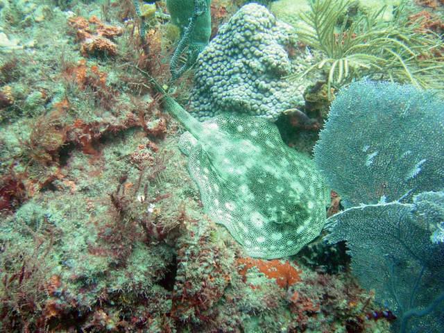 Jim Abernethy's Scuba Adventures - Dive Center in United States