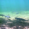Picture taken during the dive