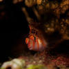 Picture taken during the dive