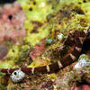 Picture taken during the dive