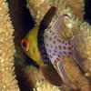 Picture taken during the dive