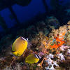 Picture taken during the dive