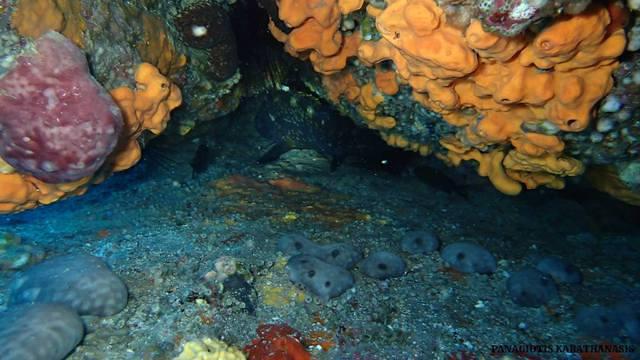 Dikelas Dive Center - Dive Center in Greece